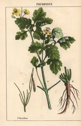 Chelidonia con fiori gialli e radici, da 