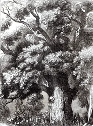 Carlo II (1630-85) nascosto nella quercia, 14 ottobre 1651