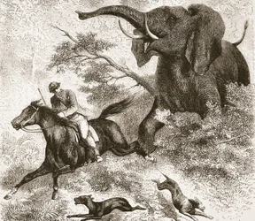 Inseguito da un elefante, illustrazione da L
