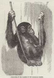 Scimpanzé, nei giardini della Zoological Society