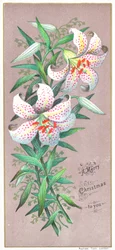 Gigli di Natale