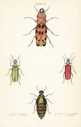 Cissites maculata 1, coleottero dell