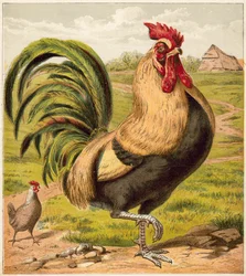 Gallo