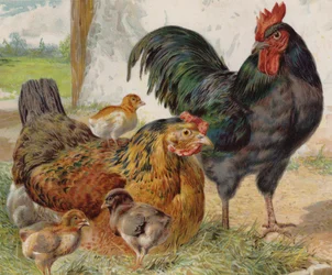Gallo, gallina e pulcini