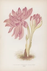 Colchicum Autumnale Flore-pleno (litografia a colori)