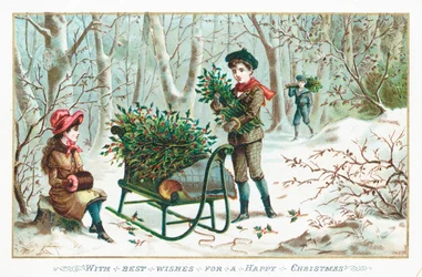 Raccolta di agrifoglio nel bosco