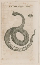 Coluber Cerastes Linnaei; Vipera cornuta d