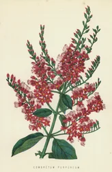 Combretum purpureum