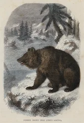 Orso bruno comune, Ursus Arctos