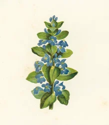 Bugola Comune, Ajuga Reptans