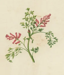 Fumaria Officinalis