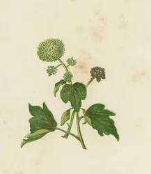 Edera comune, Hedera helix