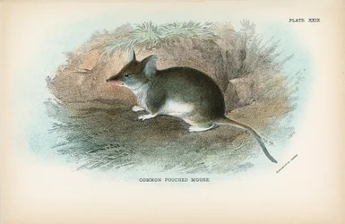 Topo marsupiale comune