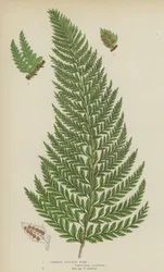 Felce spinosa comune