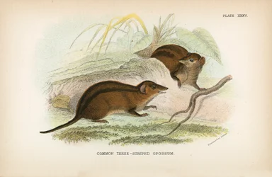 Comune opossum a tre strisce