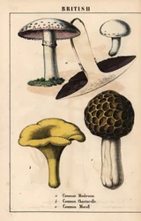 Fungo comune Agaricus, fungo gallinaccio dorato Cantharellus cibarius e fungo spugnola Morchella esculenta, da 