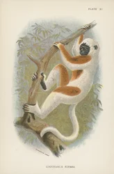 Il Sifaka di Coquerel