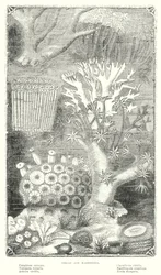 Corallo e madrepora (incisione)