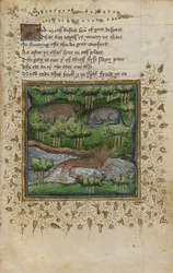 Cotton Vespasian B. XII, f.4 Illustrazione di un tasso, un gatto selvatico e una lontra; con versi, da un 