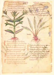 Illustrazioni del Wulfes Camb e Henep, da 