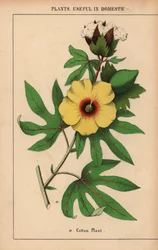 Pianta di cotone, con fiore giallo e capsula di cotone bianco, da 