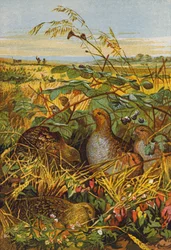 Coniglio di pernici (litografia a colori)