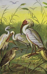 Gru, aironi e spatole (litografia a colori)