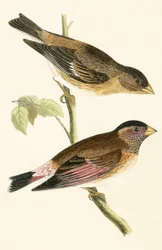 Grosbeak dalle ali cremisi, illustrazione da 