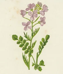 Cardamine dei prati, Cardamine Pratensis