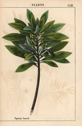 Daphne laureola o alloro spinoso, da 