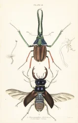 Lo scarabeo di Darwin, lo scarabeo cervo di Grant o lo scarabeo cervo cileno, Chiasognathus grantii 1, e lo scarabeo cervo europeo, Lucanus cervus 2