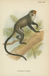 Il Guenon di De Brazza