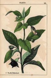 Belladonna, da 