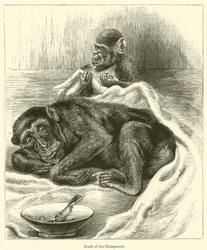 Morte dello Scimpanzé