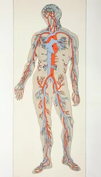 Distribuzione dei vasi sanguigni nel corpo umano, c.1890