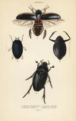 Coleottero subacqueo, Dytiscus dimidiatus, coleottero comune, Gyrinus natator, Cyclous vittatus, e grande coleottero d