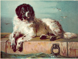 Cane seduto sul bordo del mare