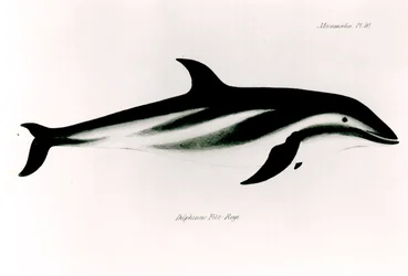 Delfino, illustrazione da 