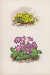 Draba Glacialis; Primula Viscosa (litografia a colori)
