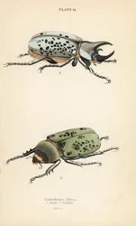 Scarabeo Ercole orientale, Dynastes tityus, maschio e femmina