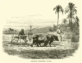 Aia orientale