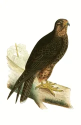 Falco Eleonora, illustrazione da 