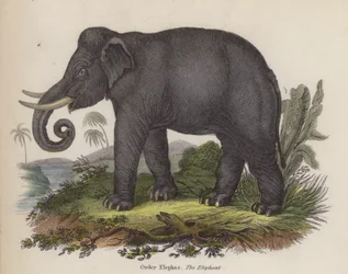 Elefante (incisione colorata)