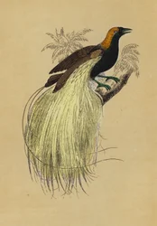Uccello del Paradiso Smeraldo