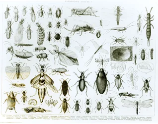Entomologia Insetti (litografia) (foto in bianco e nero)