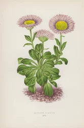 Erigeron Glaucum (litografia a colori)