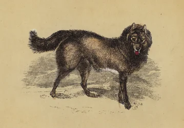 Cane Eschimese