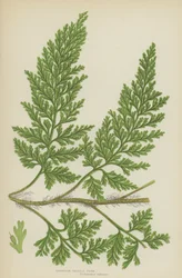 Felce setolosa europea