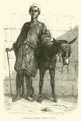 Fellah, arabo; ragazzo con asino