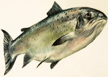 Salmone femmina